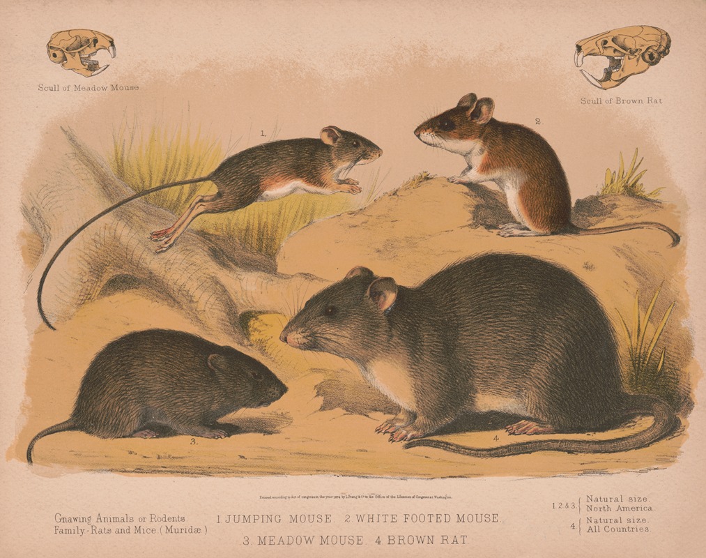 1. Jumping mouse. 2. White footed mouse. 3. Meadow mouse. 4. Brown rat — Louis Prang & Co.
