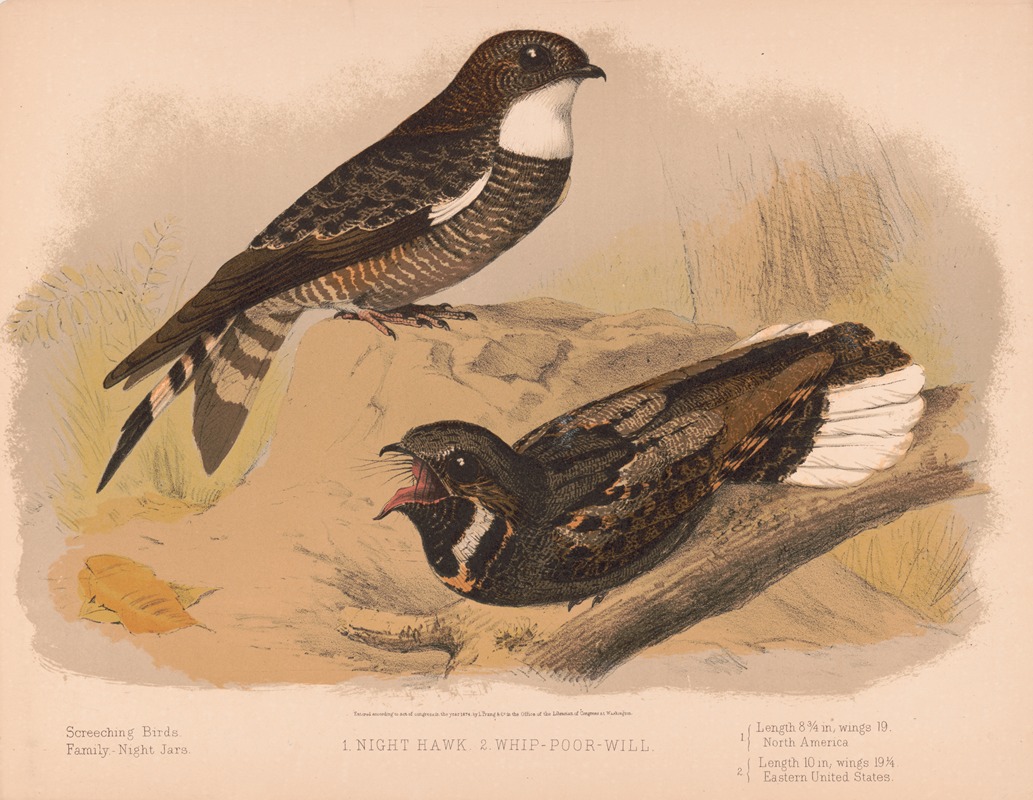 1. Night hawk. 2. Whip-poor-will by Louis Prang & Co., 1874 — digital art print download