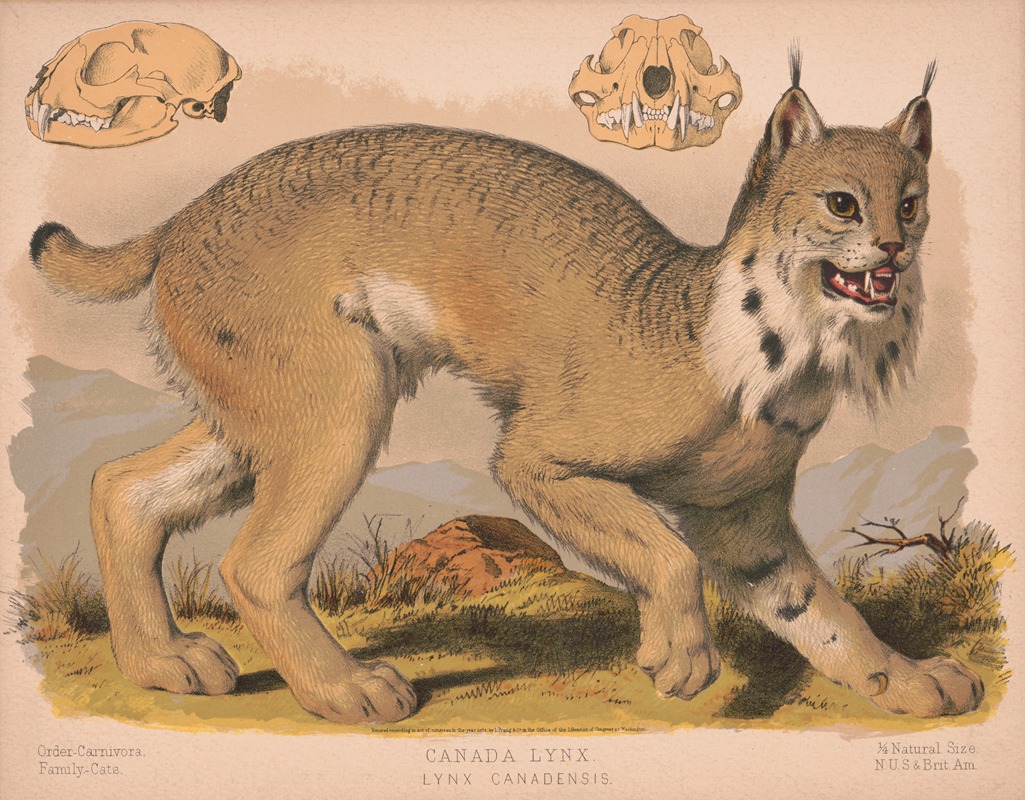 Canada lynx – Lynx Canadensis by Луи Пранг и Ко, 1874 — digital art print download