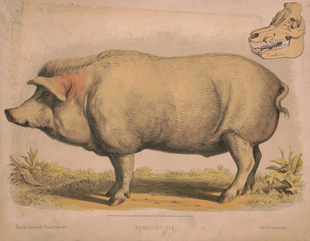Domestic pig by Луи Пранг и Ко, 1874 — digital art print download