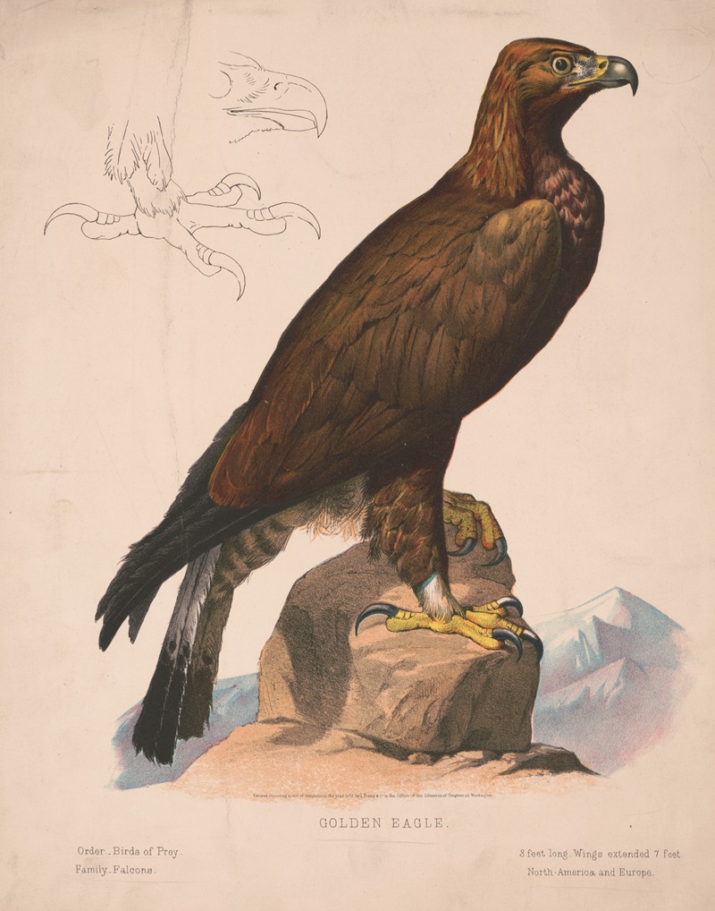 Golden eagle by Луи Пранг и Ко, 1872 — digital art print download