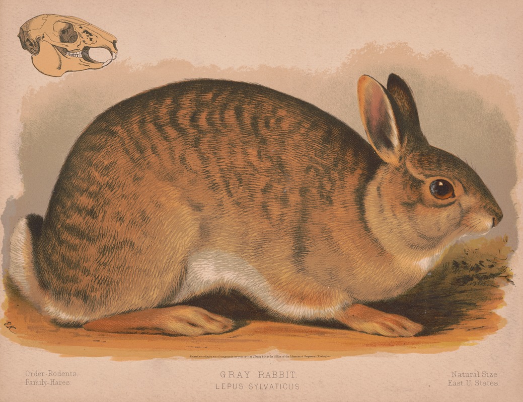 Gray rabbit – Lepus sylvaticus by Луи Пранг и Ко, 1874 — digital art print download