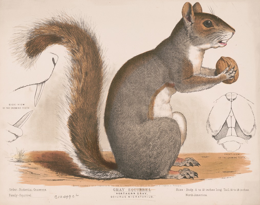 Gray squirrel, Northern gray, Sciurus migratorius by Louis Prang & Co., 1872 — digital art print download