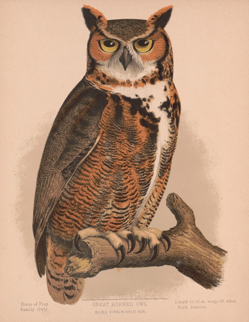 Great horned owl. Bubo virginianus bon — Louis Prang & Co.