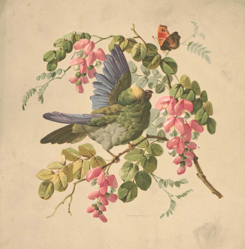 Green parrot and acacia by Луи Пранг и Ко, 1882 — digital art print download