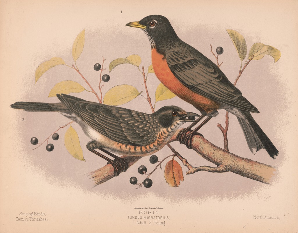 Robin. Turdus migratorius. 1. Adult. 2. Young — Louis Prang & Co.