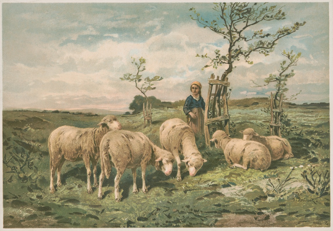 Study of sheep ( after F. Brissot) — Louis Prang & Co.