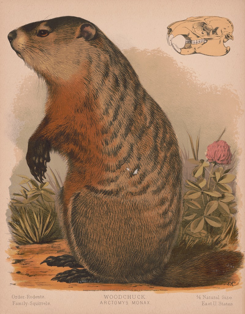 Woodchuck – Arctomys monax by Луи Пранг и Ко, 1874 — digital art print download