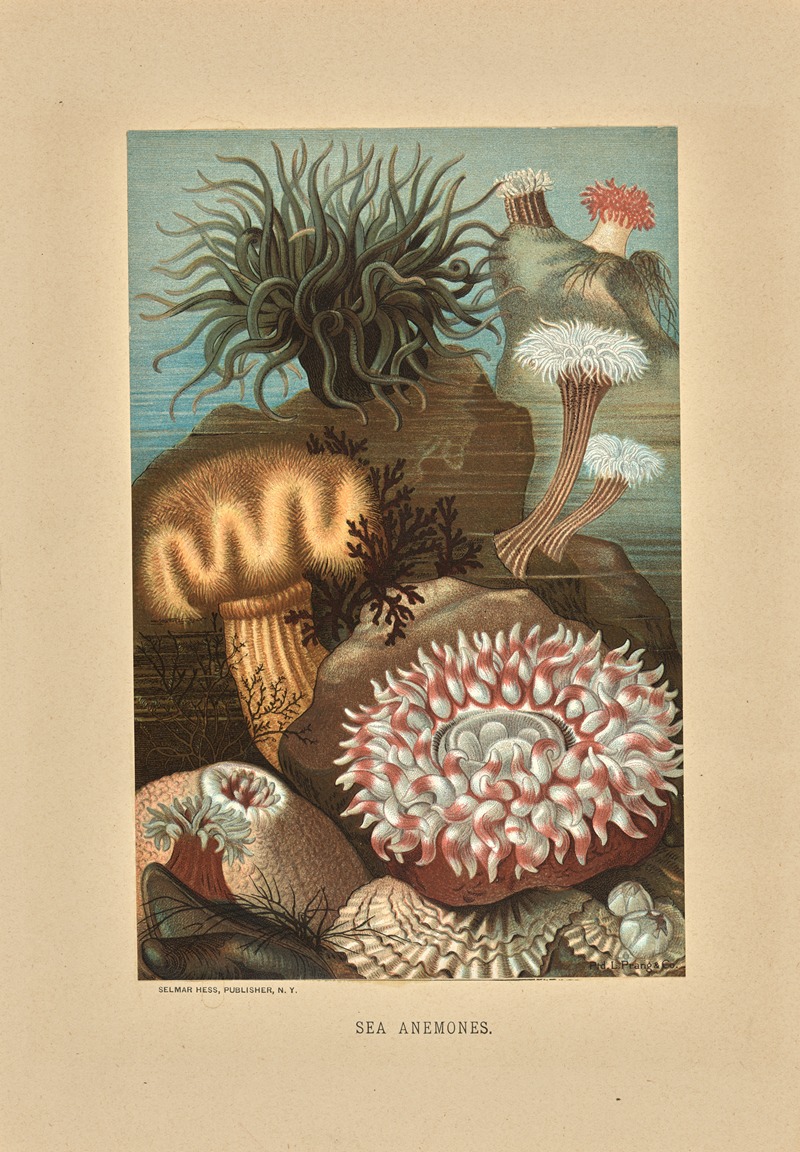 Sea Anemones by Луи Пранг и Ко, 1878 — digital art print download
