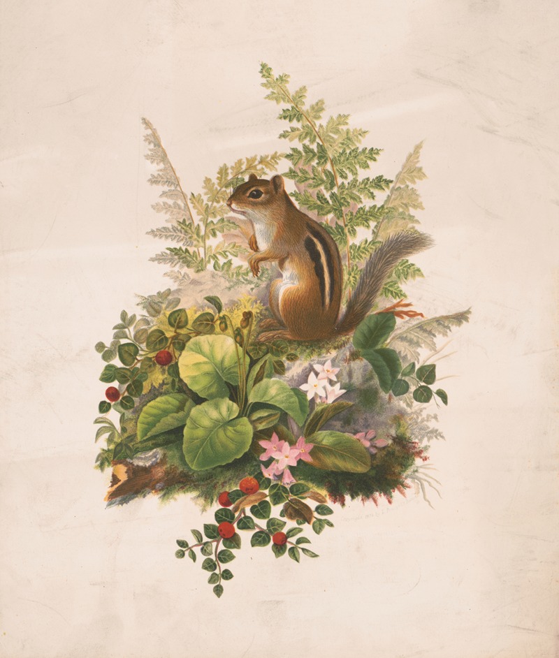 Chipmunk and ferns by Olive E Whitney, 1874 — digital art print download
