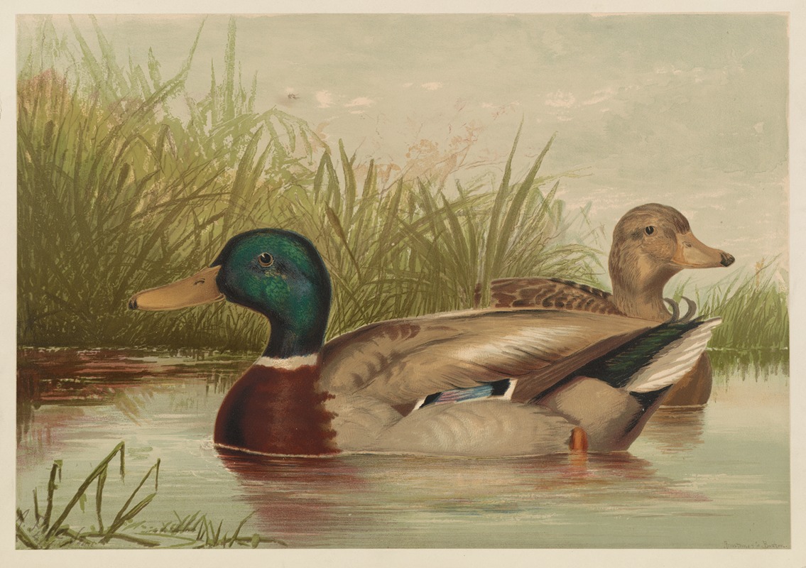 Ducks on pond by Alexander Pope Jr. — digital art print download