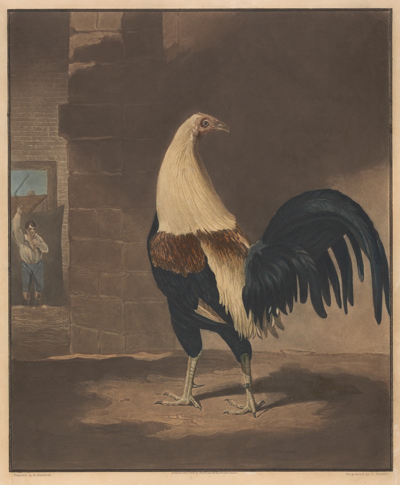 The Cock in Feather by Бенджамин Маршалл, 1835 — digital art print download