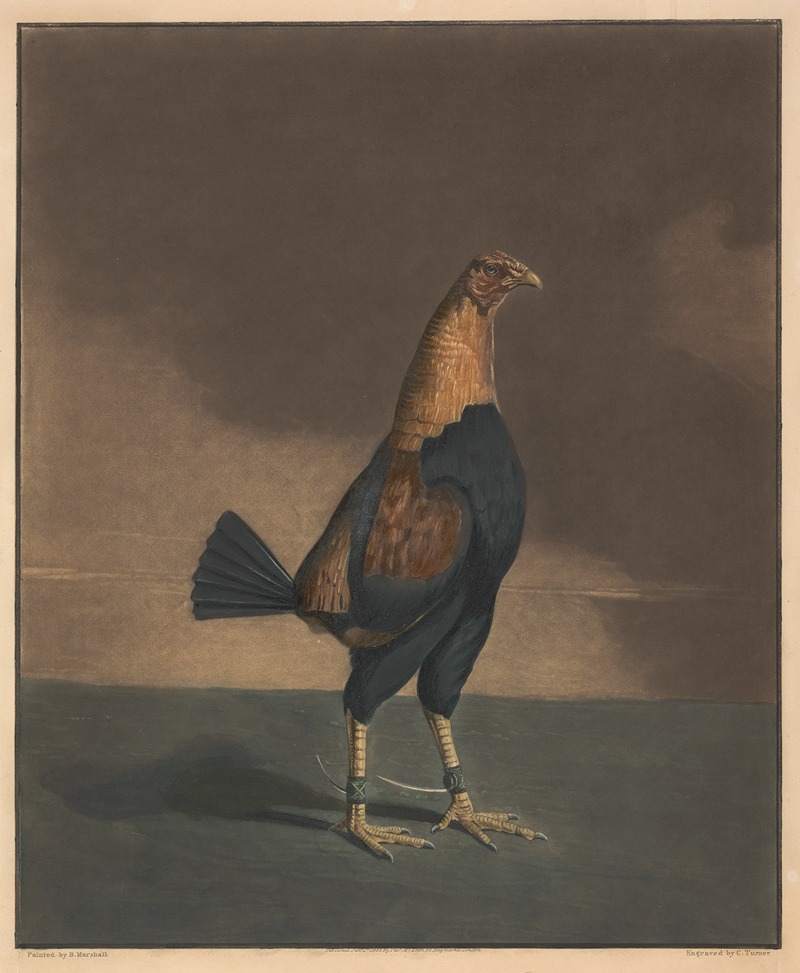 The Trimm'd Cock by Бенджамин Маршалл, 1835 — digital art print download