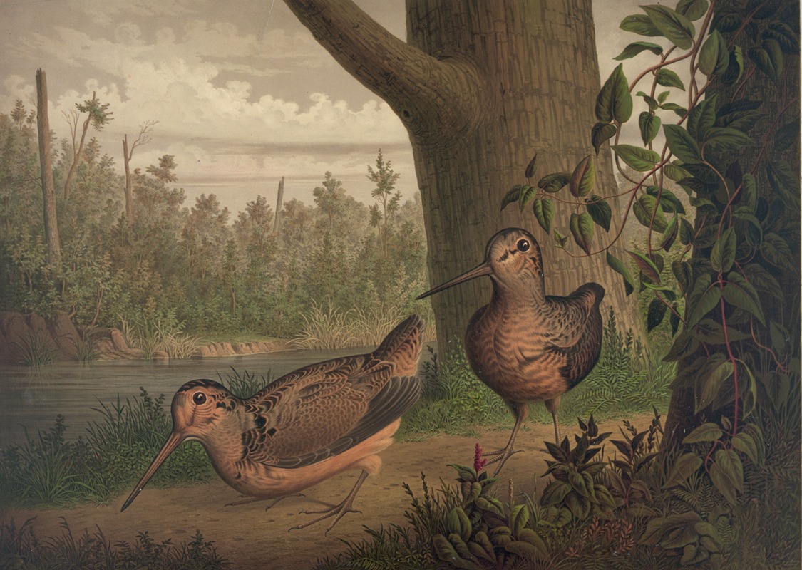 Live woodcock by Жозеф Хувер, 1870 — digital art print download