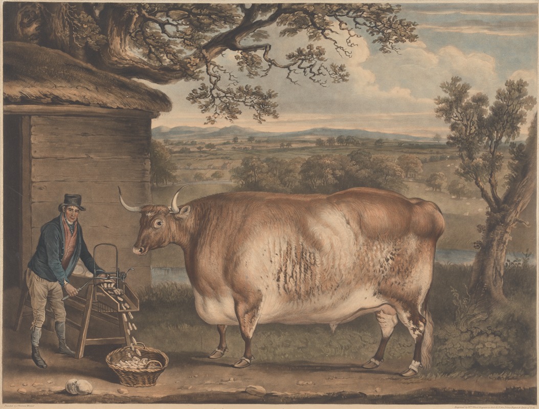 The Newbus Ox by Thomas Weaver, 1812 — digital art print download