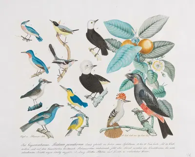 Der Gujavenbaum. Psidium pomiferum by Aloys Zötl, 1877 — digital art print download