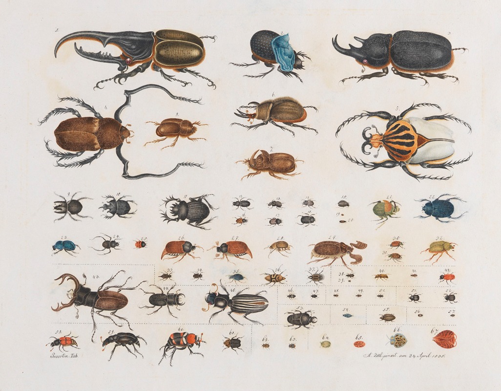 Insects (Beetles) by Aloys Zötl, 1835 — digital art print download