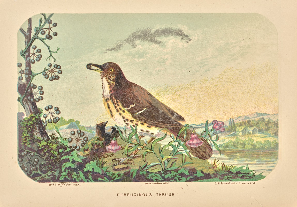 Ferruginous thrush by Charles Wilkins Webber — digital art print download
