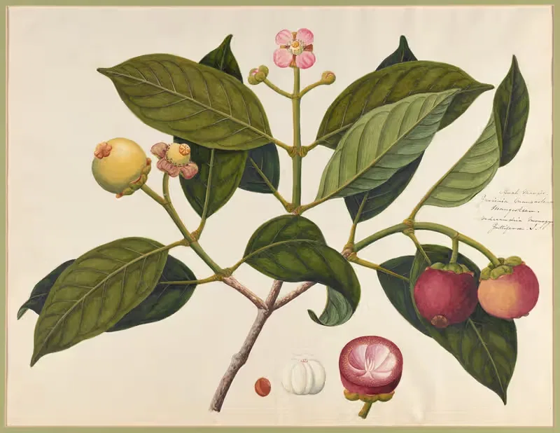 Collection of fruit bearing plants Pl.14 — Chinese School