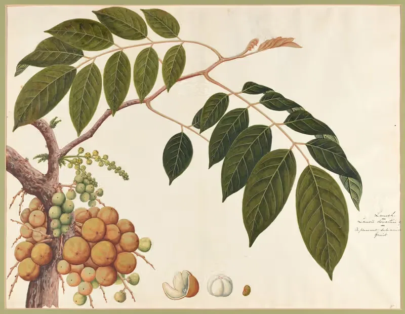Collection of fruit bearing plants Pl.25 — Chinese School