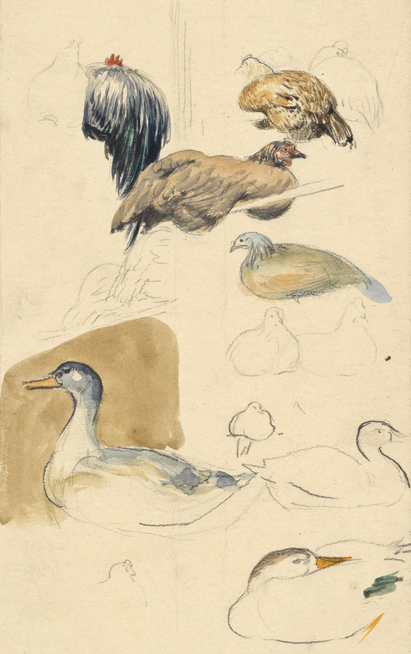 Studien von Enten und Hühnern by Йозеф Энгельхарт, 1894 — digital art print download