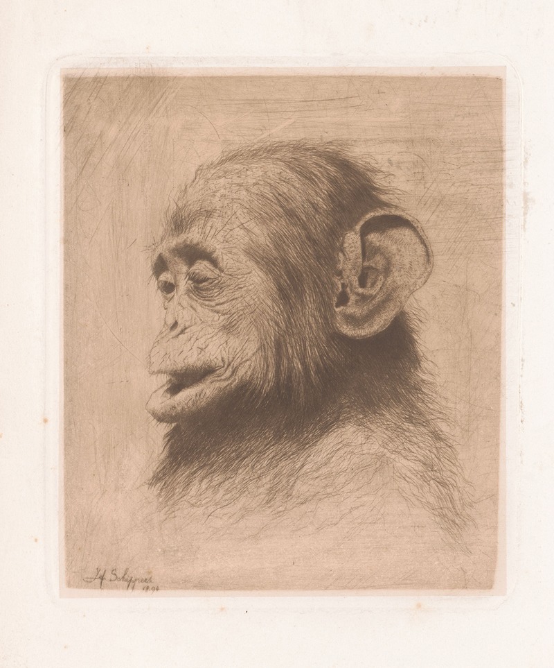 Head of a young chimpanzee — Joseph Schippers
