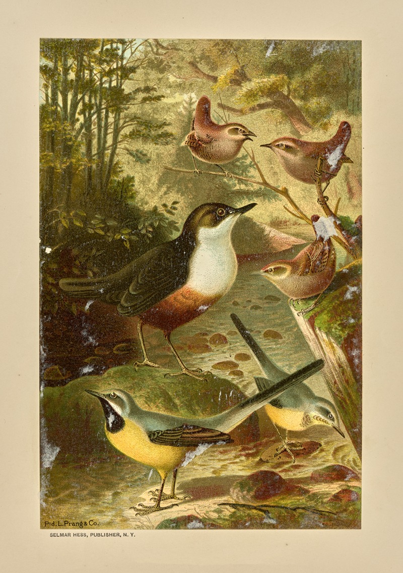Dipper, Wagtails, and Wrens. — Луи Пранг и Ко