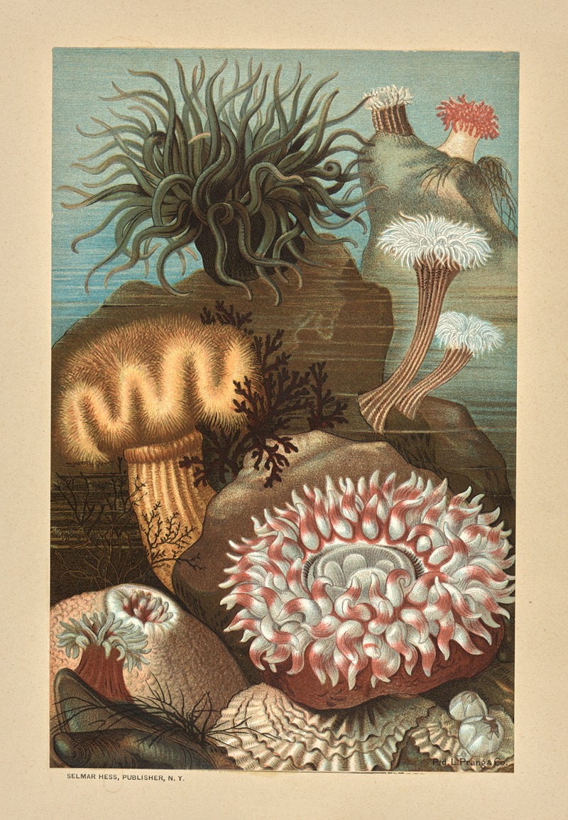 Sea Anemones by Луи Пранг и Ко, 1878 — digital art print download