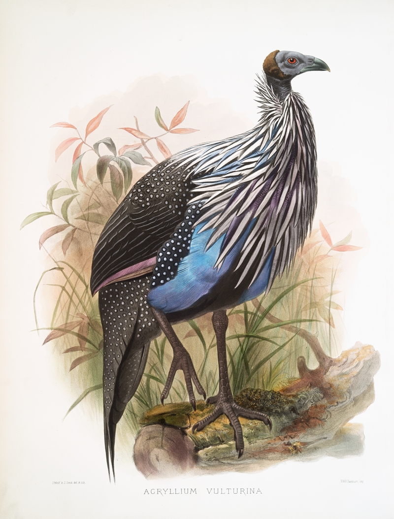 Acryllium Vulturina by Joseph Smit, 1872 — digital art print download