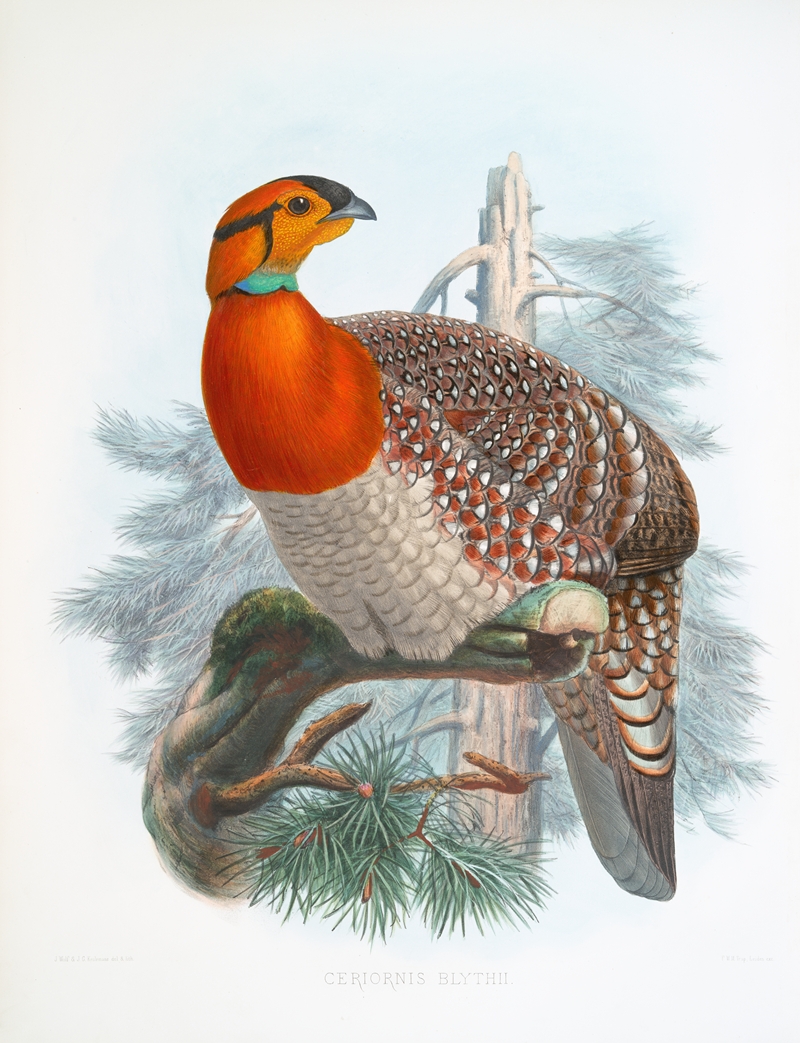 Ceriornis Blythii. by Joseph Smit, 1872 — digital art print download