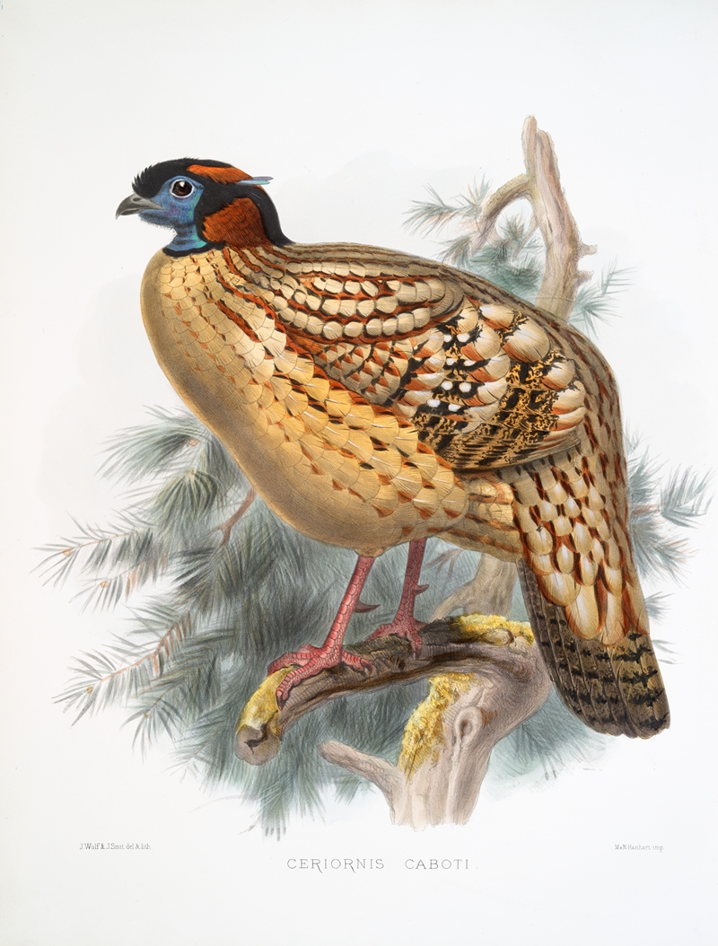 Ceriornis Caboti. by Joseph Smit, 1872 — digital art print download