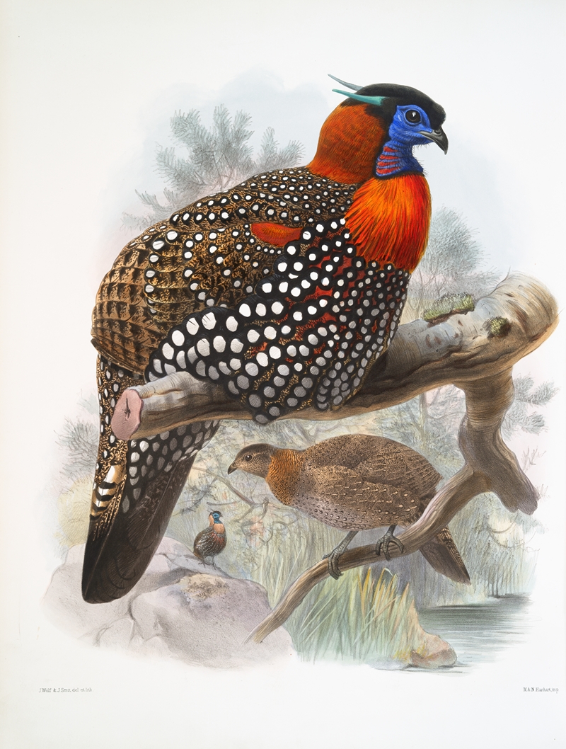 Ceriornis melanocephala. by Joseph Smit, 1872 — digital art print download