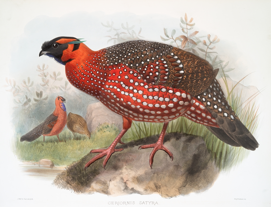 Ceriornis satyra. by Joseph Smit, 1872 — digital art print download
