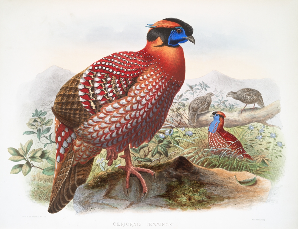 Ceriornis Temmincki. by Joseph Smit, 1872 — digital art print download