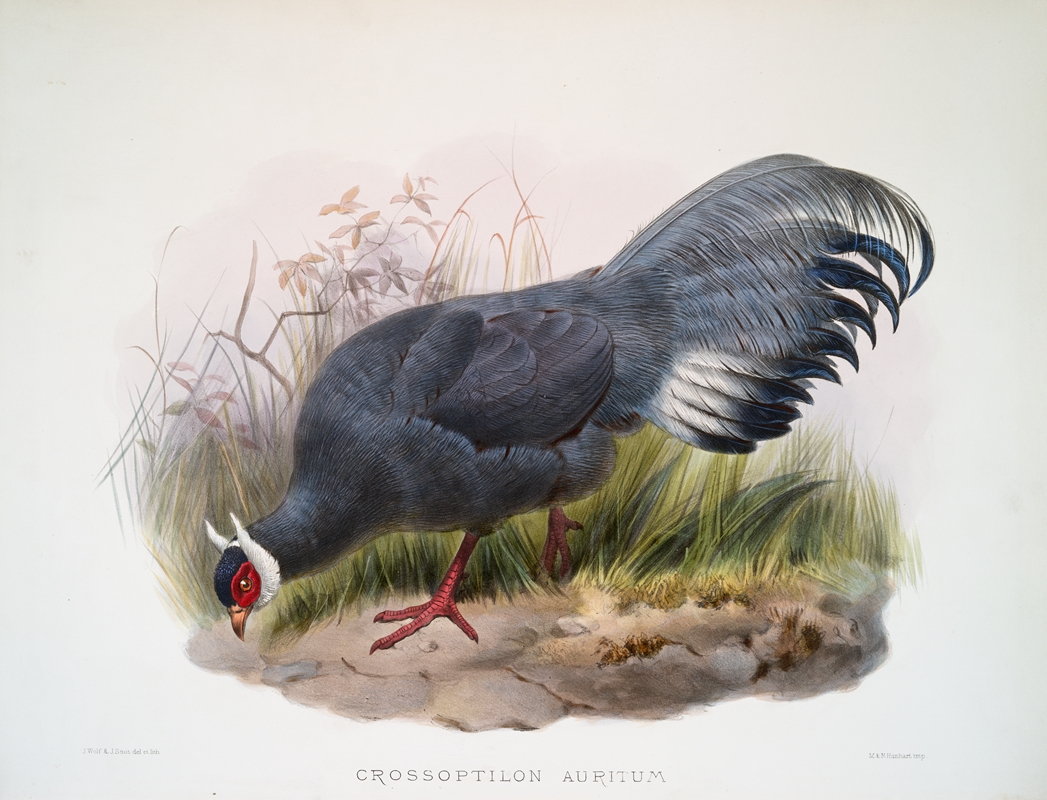 Crossoptilon auritum. by Joseph Smit, 1872 — digital art print download