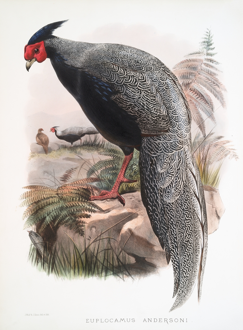 Euplocamus Andersoni. by Joseph Smit, 1872 — digital art print download