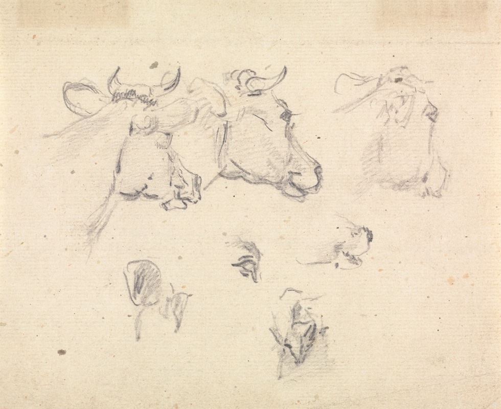 Studies of a cow's head by Сорей Гилпин — digital art print download