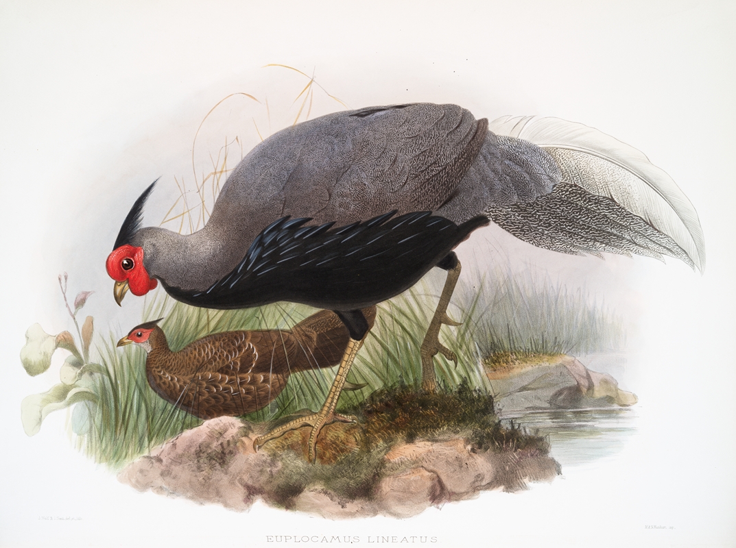Euplocamus lineatus. by Joseph Smit, 1872 — digital art print download