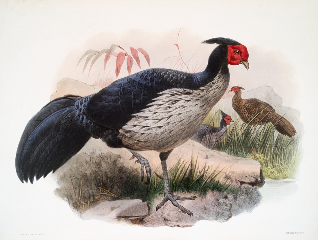 Euplocamus melanotis. by Joseph Smit, 1872 — digital art print download