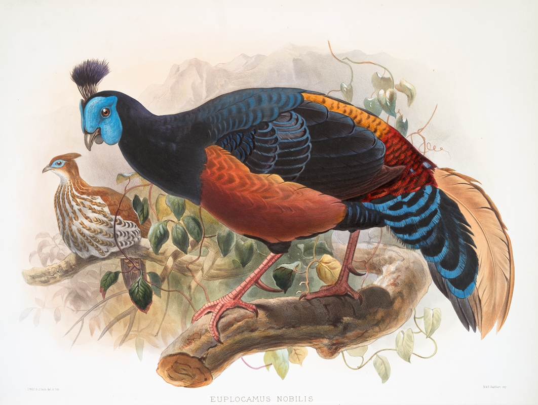 Euplocamus nobilis. by Joseph Smit, 1872 — digital art print download