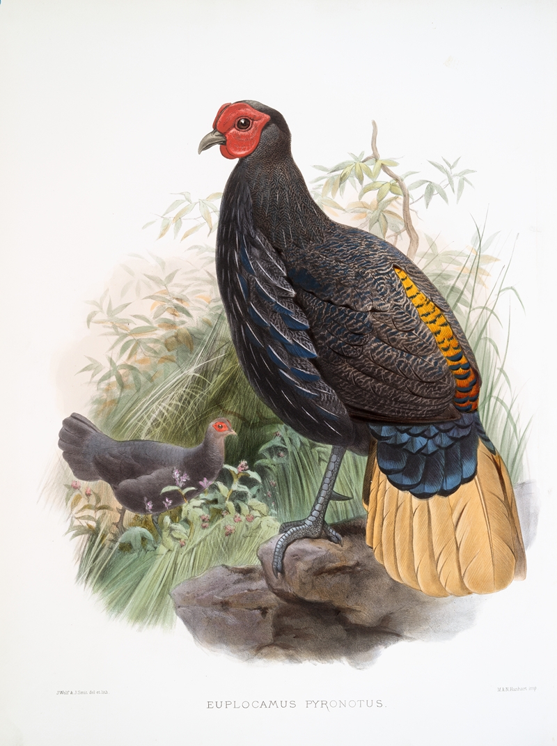 Euplocamus Pyronotus by Joseph Smit, 1872 — digital art print download