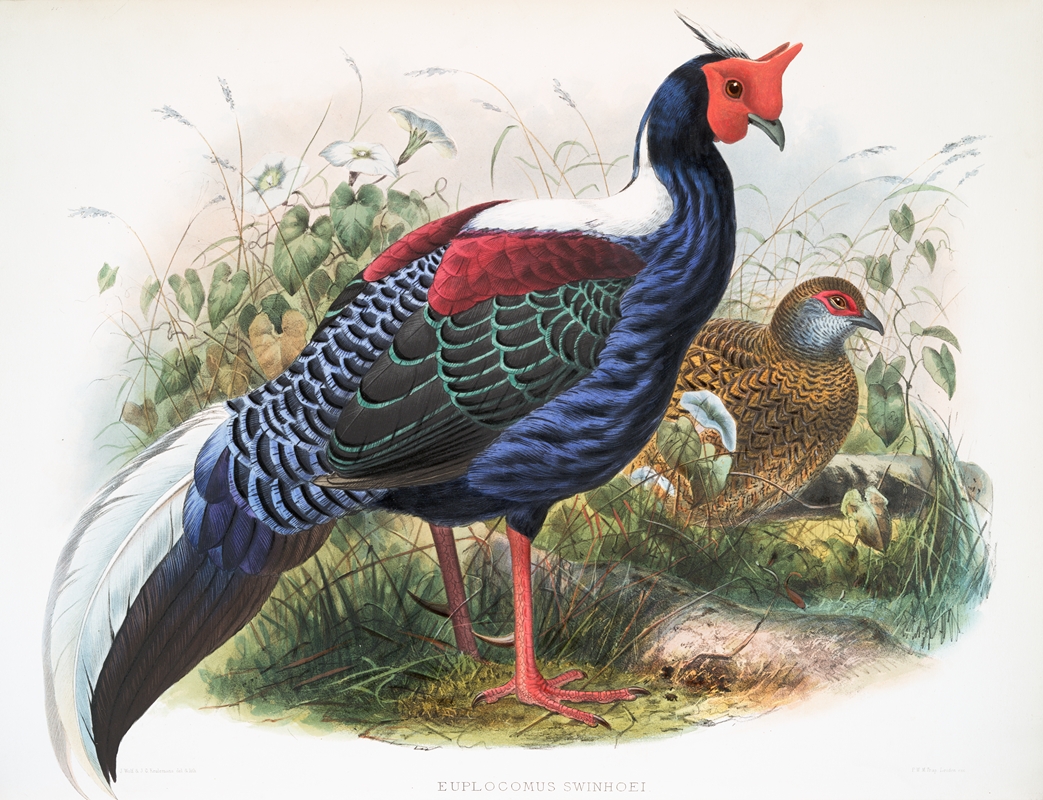 Euplocomus Swinhoei. by Joseph Smit, 1872 — digital art print download
