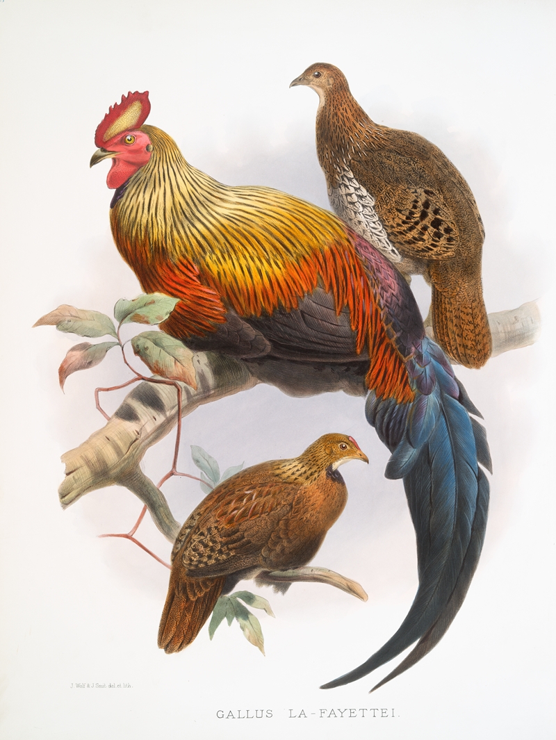 Gallus La-Fayettei. by Joseph Smit, 1872 — digital art print download
