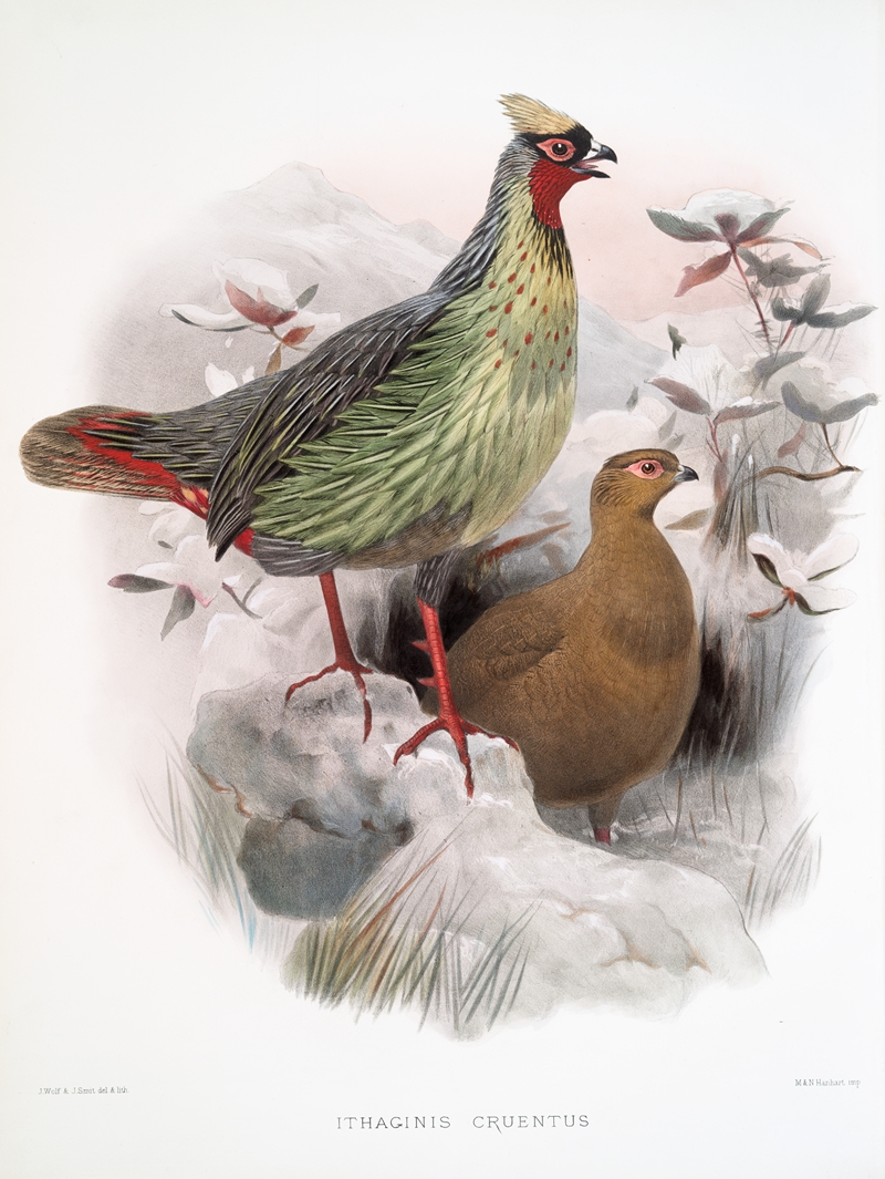 Ithalginis cruentus. by Joseph Smit, 1872 — digital art print download