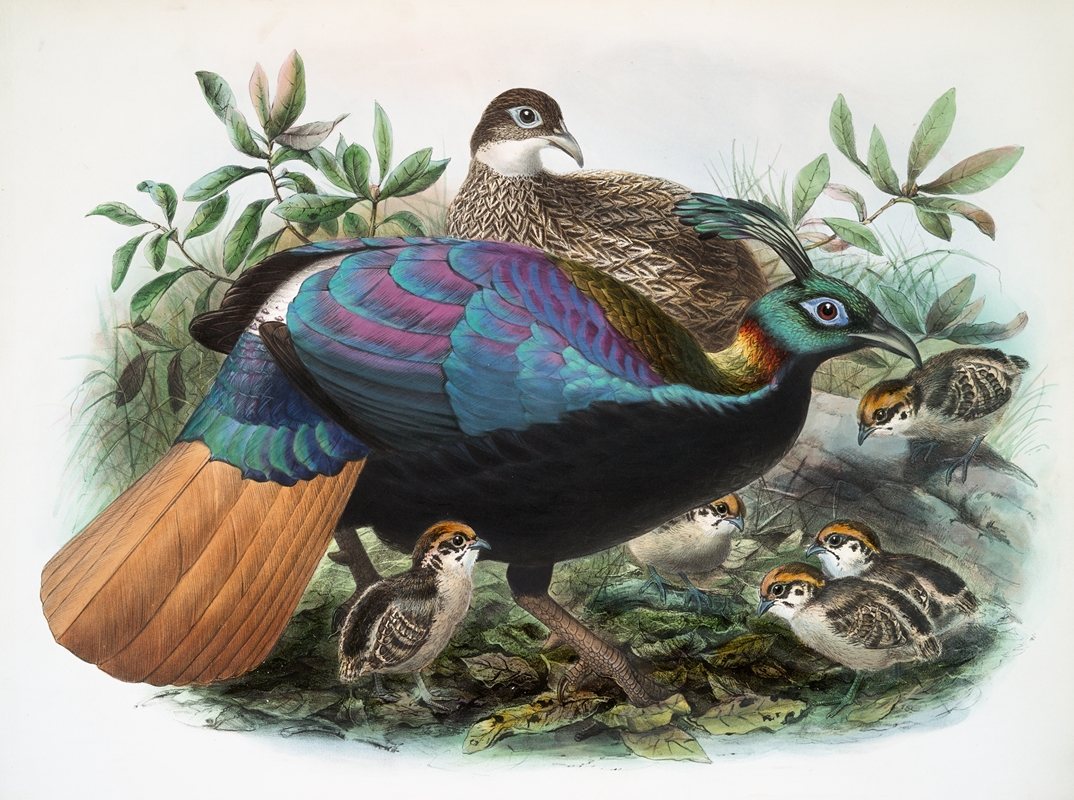 Lophophorus Impeyanus. by Joseph Smit, 1872 — digital art print download