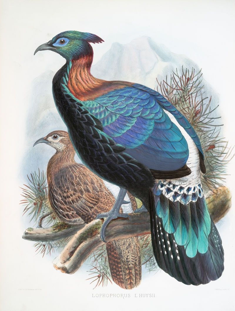 Lophophorus Lhuysii. — Joseph Smit
