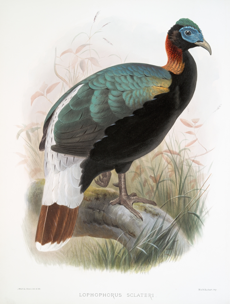 Lophophorus Sclateri. by Joseph Smit, 1872 — digital art print download
