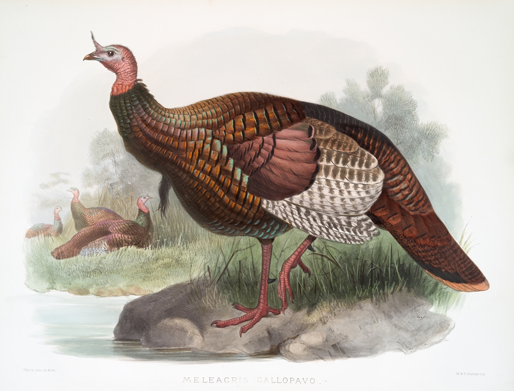 Meleagris gallopavo. by Joseph Smit, 1872 — digital art print download