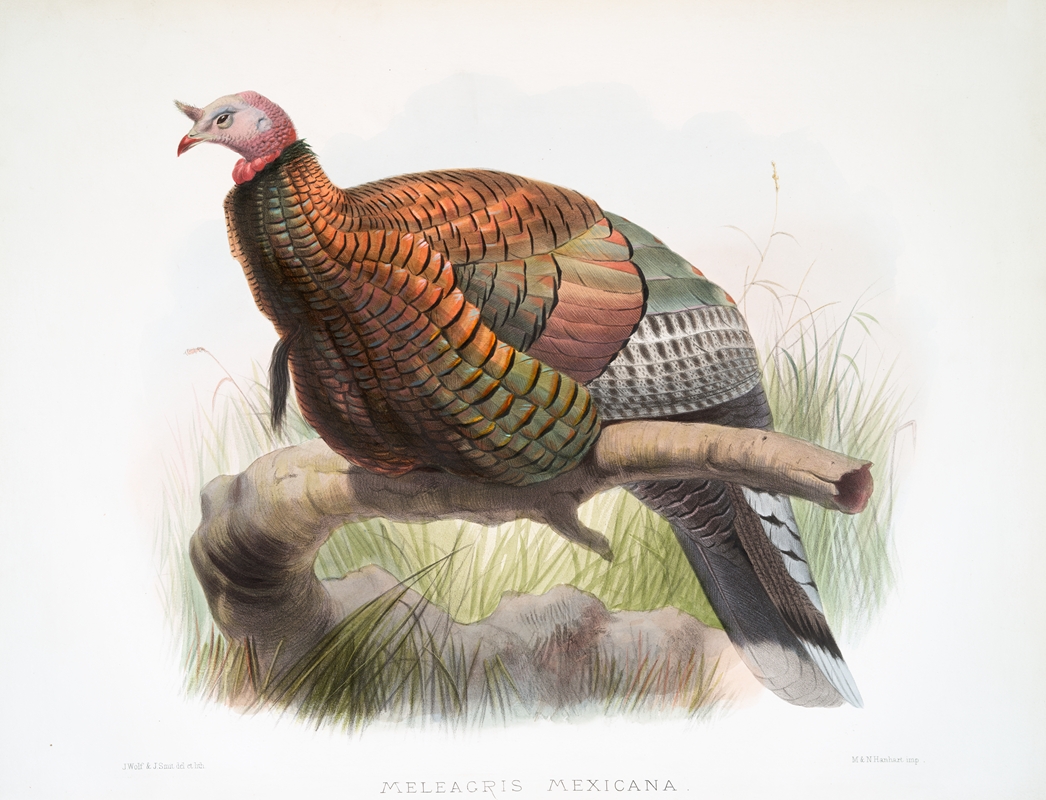 Meleagris mexicana. by Joseph Smit, 1872 — digital art print download