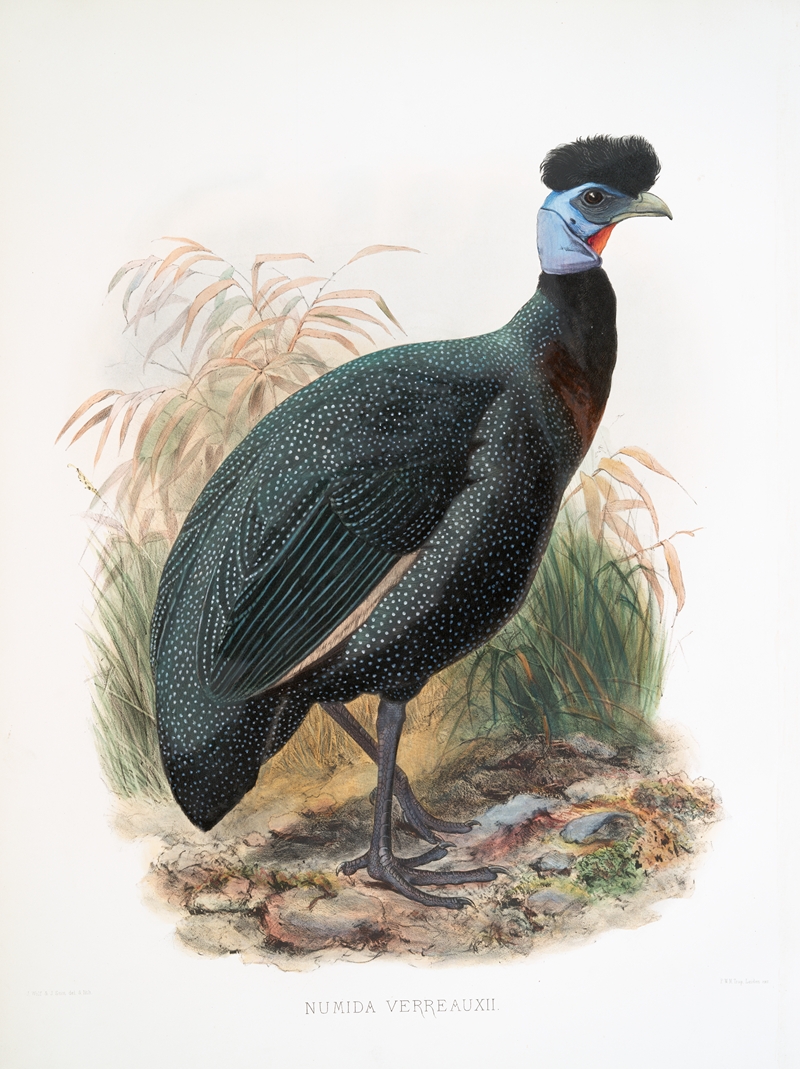 Numida Verreauxii. by Joseph Smit, 1872 — digital art print download